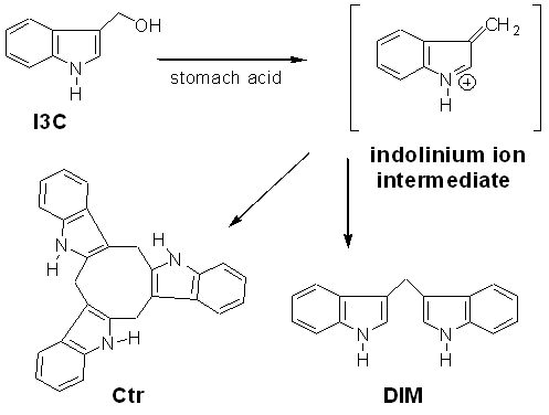 Diindolylmethane (DIM) Formation