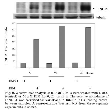 Diindolylmethane (DIM) Interferon Gamma Receptor Induction