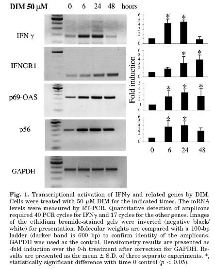 Diindolylmethane (DIM) Interferon Gamma Receptor Induction